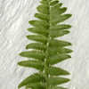 Thumbnail #2 of Dryopteris tokyoensis by Cretaceous