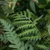 Thumbnail #5 of Dryopteris tokyoensis by DaylilySLP