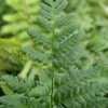 Thumbnail #4 of Dryopteris tokyoensis by DaylilySLP