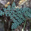 Thumbnail #4 of Pellaea andromedifolia by Cretaceous