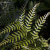 Thumbnail #3 of Dryopteris cystolepidota by Cretaceous