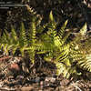Thumbnail #2 of Dryopteris cystolepidota by Cretaceous