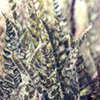 Thumbnail #2 of Cheilanthes distans by Cretaceous