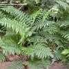 Thumbnail #1 of Blechnum tabulare by palmbob