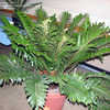 Thumbnail #3 of Blechnum tabulare by palmbob