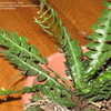 Thumbnail #4 of Blechnum lehmannii by BayAreaTropics