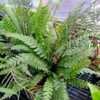 Thumbnail #5 of Blechnum lehmannii by palmbob