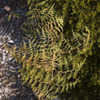 Thumbnail #2 of Pteridium esculentum by Cretaceous