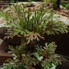 Thumbnail #2 of Selaginella tamariscina by exoticus
