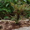 Thumbnail #3 of Selaginella tamariscina by exoticus