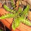 Thumbnail #2 of Asplenium ceterach by Zaragoza