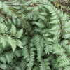 Thumbnail #1 of Athyrium niponicum var. pictum by mygypsyrose