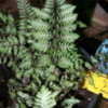 Thumbnail #2 of Athyrium niponicum var. pictum by Snug_As_Bug_Rug
