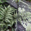 Thumbnail #4 of Athyrium niponicum var. pictum by mygardens