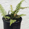 Thumbnail #4 of Blechnum occidentale by Cretaceous