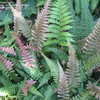 Thumbnail #3 of Blechnum occidentale by palmbob