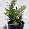 Thumbnail #2 of Polypodium guttatum by Cretaceous