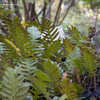 Thumbnail #4 of Polypodium guttatum by Cretaceous