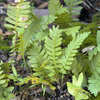 Thumbnail #5 of Polypodium guttatum by Cretaceous