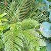 Thumbnail #1 of Polystichum setiferum by growin