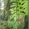 Thumbnail #4 of Polypodium glycyrrhiza by Strever