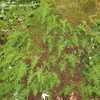 Thumbnail #3 of Polypodium glycyrrhiza by GardenGuyKin