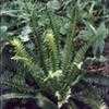 Thumbnail #2 of Polystichum lonchitis by kennedyh