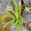 Thumbnail #3 of Polystichum lonchitis by growin