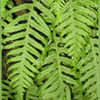 Thumbnail #5 of Polypodium glycyrrhiza by Strever