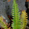 Thumbnail #4 of Polystichum lonchitis by growin