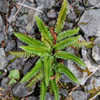 Thumbnail #5 of Polystichum lonchitis by growin