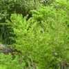 Thumbnail #3 of Asparagus africanus by htop