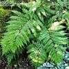 Thumbnail #3 of Athyrium otophorum by growin