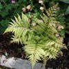 Thumbnail #5 of Athyrium otophorum by growin