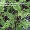 Thumbnail #1 of Athyrium otophorum by gretaduck