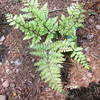 Thumbnail #4 of Athyrium otophorum by gregr18