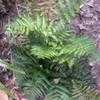 Thumbnail #1 of Dryopteris hondoensis by palmbob