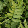 Thumbnail #2 of Dryopteris clintoniana by growin