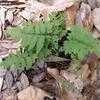 Thumbnail #1 of Dryopteris clintoniana by palmbob