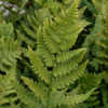 Thumbnail #3 of Dryopteris clintoniana by growin