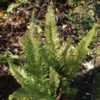 Thumbnail #3 of Polystichum setiferum by Terri1948