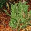 Thumbnail #2 of Polystichum setiferum by wallaby1