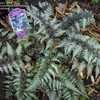 Thumbnail #3 of Athyrium niponicum var. pictum by trioadastra