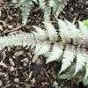 Thumbnail #2 of Athyrium niponicum var. pictum by Equilibrium