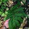 Thumbnail #1 of Dryopteris sieboldii by growin