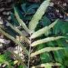 Thumbnail #2 of Dryopteris sieboldii by growin