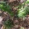 Thumbnail #1 of Dryopteris scottii by palmbob