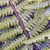 Thumbnail #2 of Dryopteris lepidopoda by Cretaceous