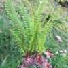 Thumbnail #4 of Dryopteris lepidopoda by palmbob