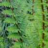 Thumbnail #5 of Dryopteris lepidopoda by palmbob